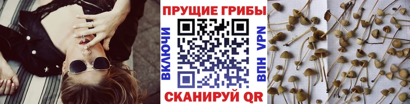 Псилоцибиновые грибы MAGIC MUSHROOMS  МЕГА ссылки  Нерехта 